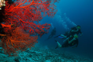 gili divers students observing the environment