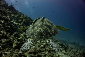 A Green Turtle swimming through the waters of the Gilis with a remora attached to its shell
