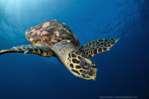 A Hawksbill Turtle swimming in the waters of the Gilis