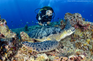 A picture of a diver floating behind a green turtle close to the camera