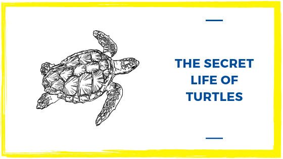 The Secret Life of Turtles: A Gili Islands Love Story
